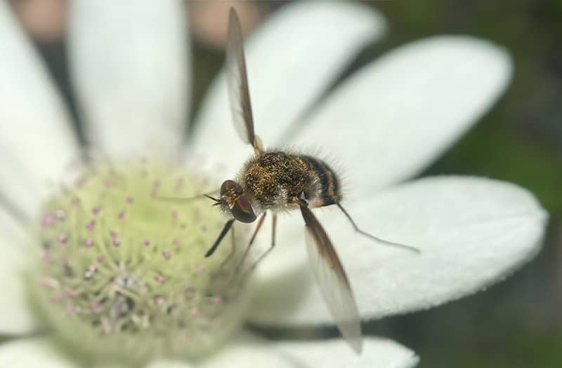 Bee fly