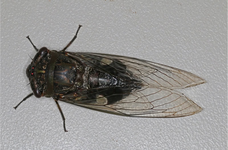 Black Prince
