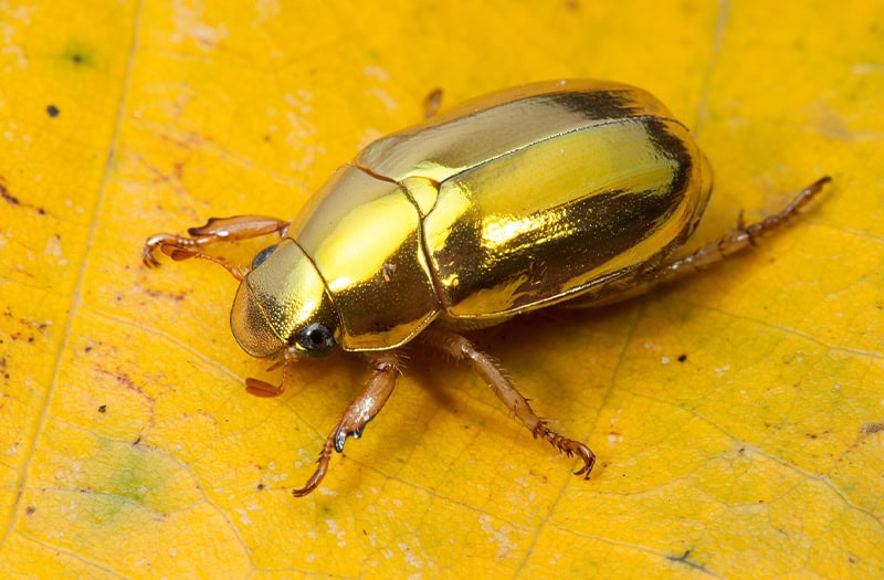 Christmas beetle