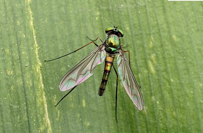 Long-Legged Fly