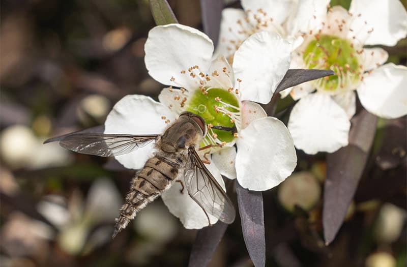 Tangle-veined Fly