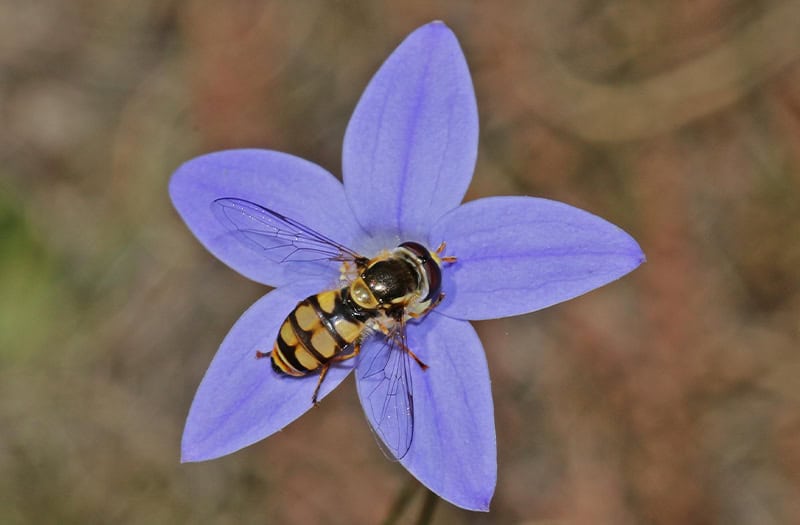 Hoverfly