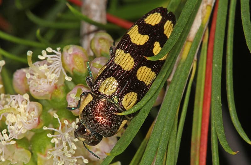Jewel Beetle