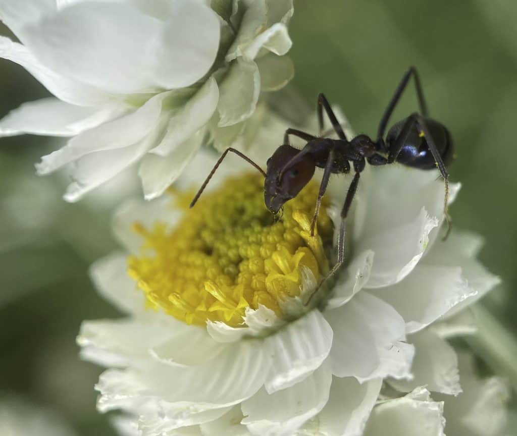 Meat Ant